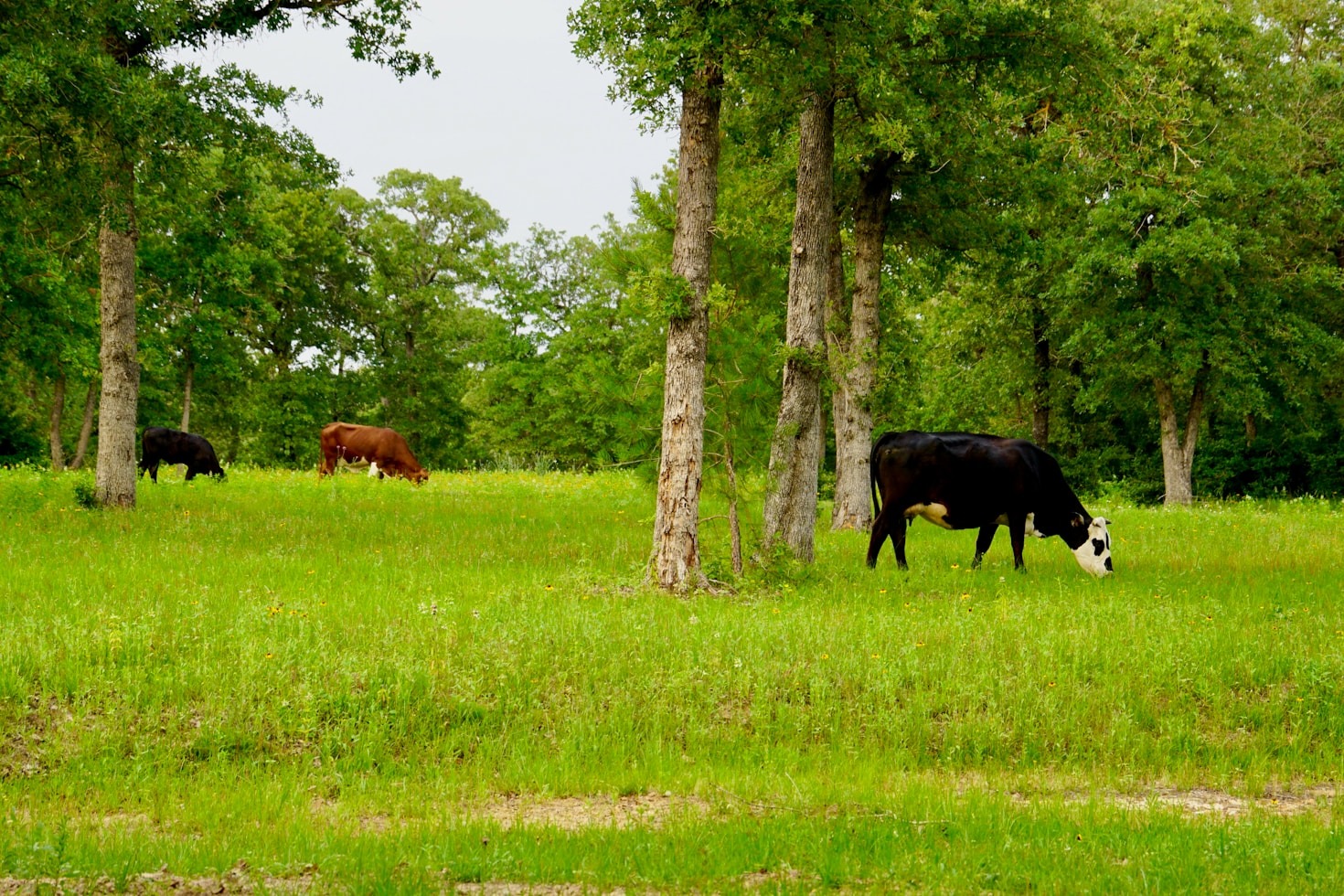 Texas nature blog