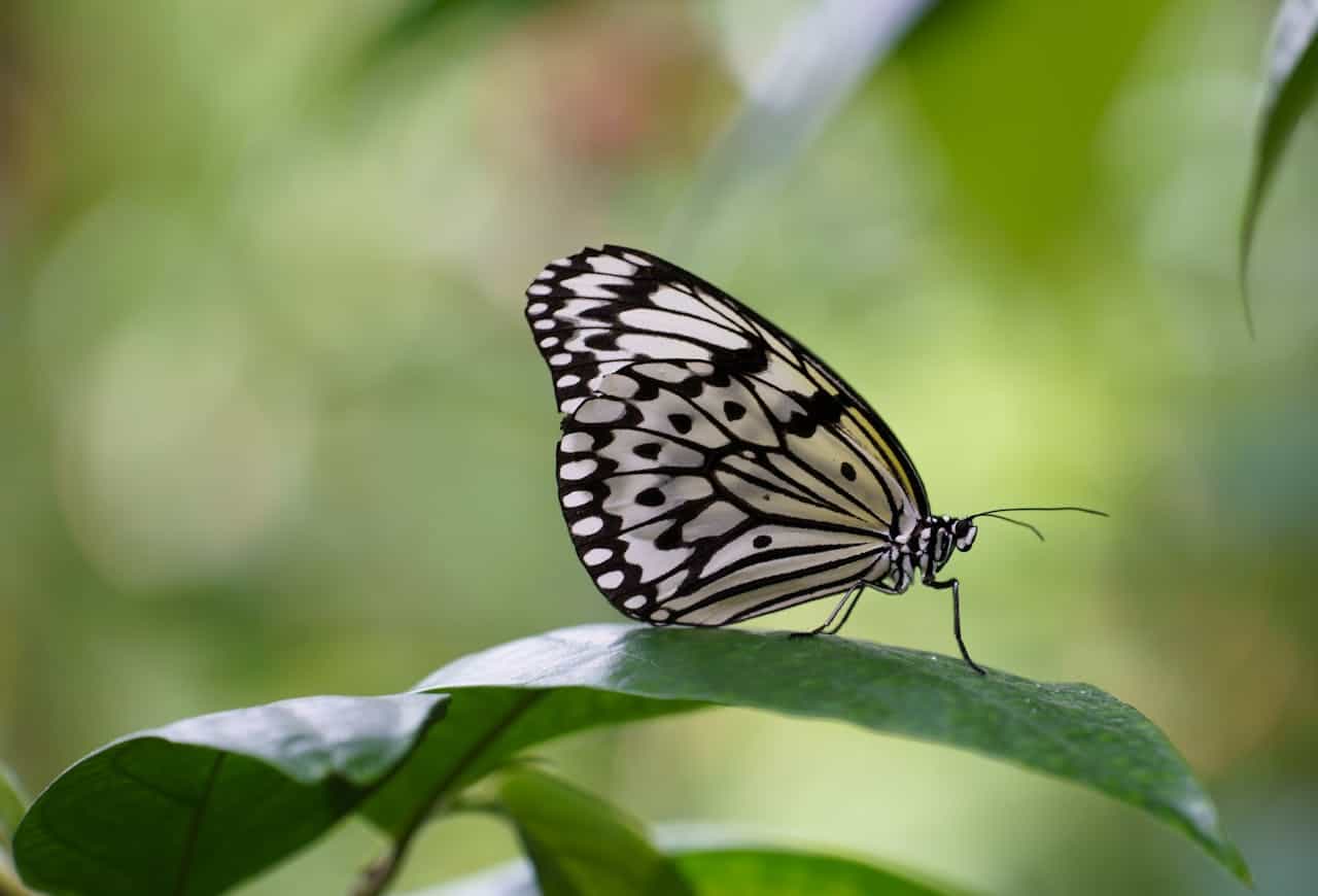 Beautiful black and white butterfly perched on green leaf in natural setting.