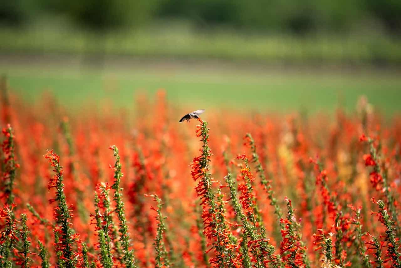 Bird flying over colorful Texas Ecotone wildflower meadow with lush greenery in background.