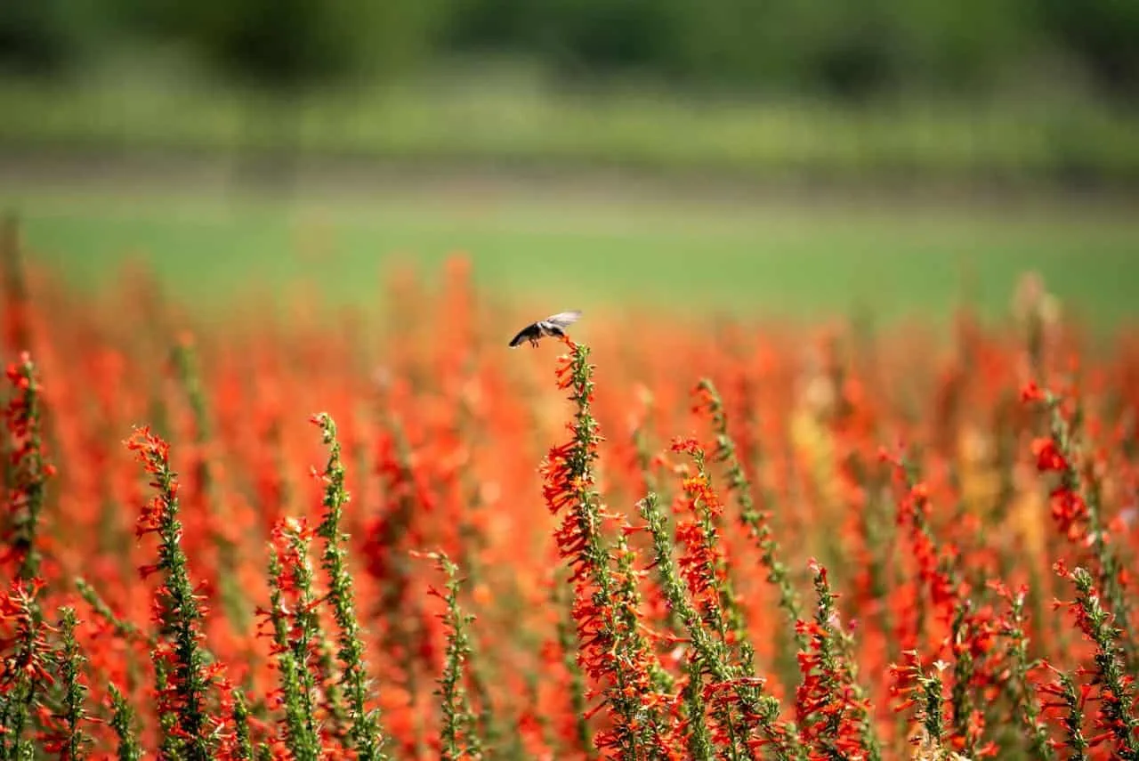 Bird flying over colorful Texas Ecotone wildflower meadow with lush greenery in background.