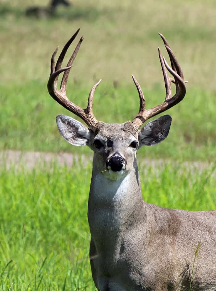 Deer with impressive antlers standing in lush Texas grassland, showcasing the region’s diverse wildlife and natural beauty.