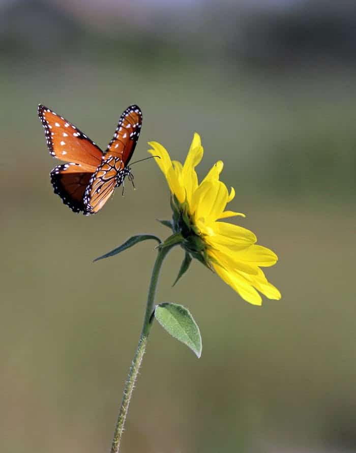 Bright monarch butterfly perched on a vibrant yellow wildflower in Texas ecotone.