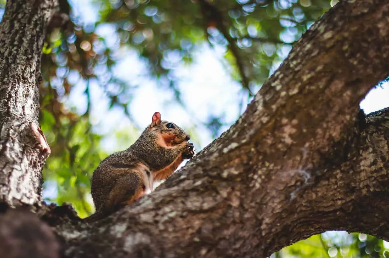 Squirrel perched on tree branch, part of Texas ecotone biodiversity and wildlife.