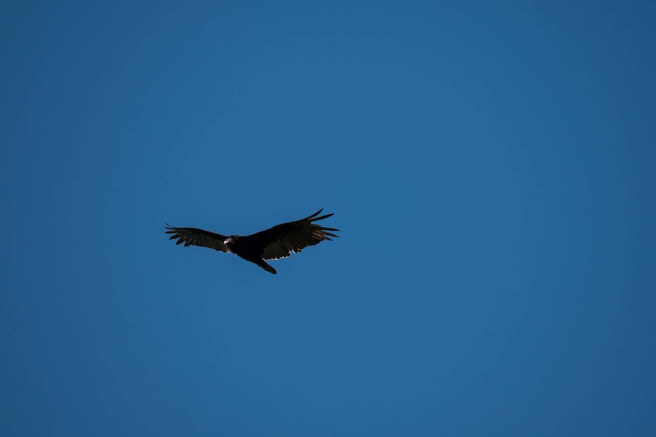 Bird in flight against blue sky, highlighting Texas Ecotone's focus on nature and wildlife preservation.
