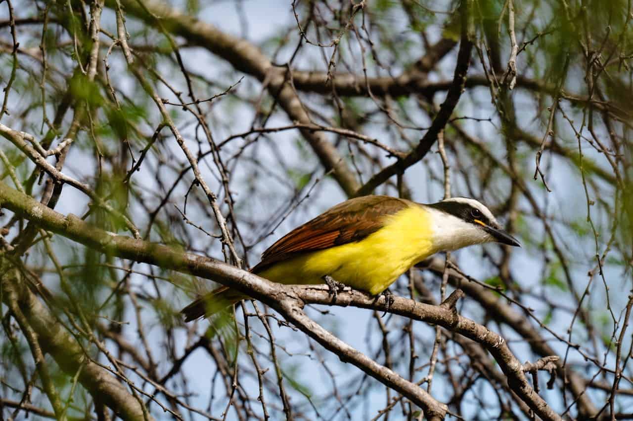 Great Kiskadee resting on branches in Monte Bella Trails Park, Brownsville, TX.