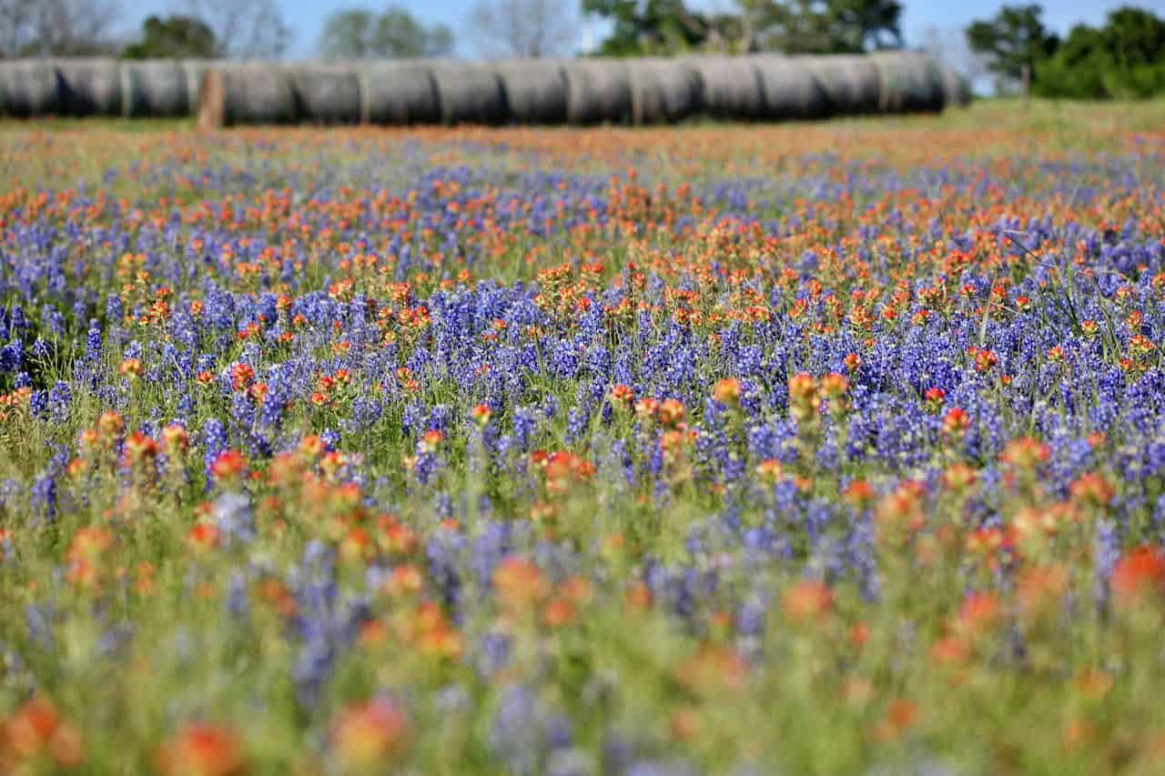 Colorful wildflower meadow with bluebonnets and Indian paintbrushes in Texas.
