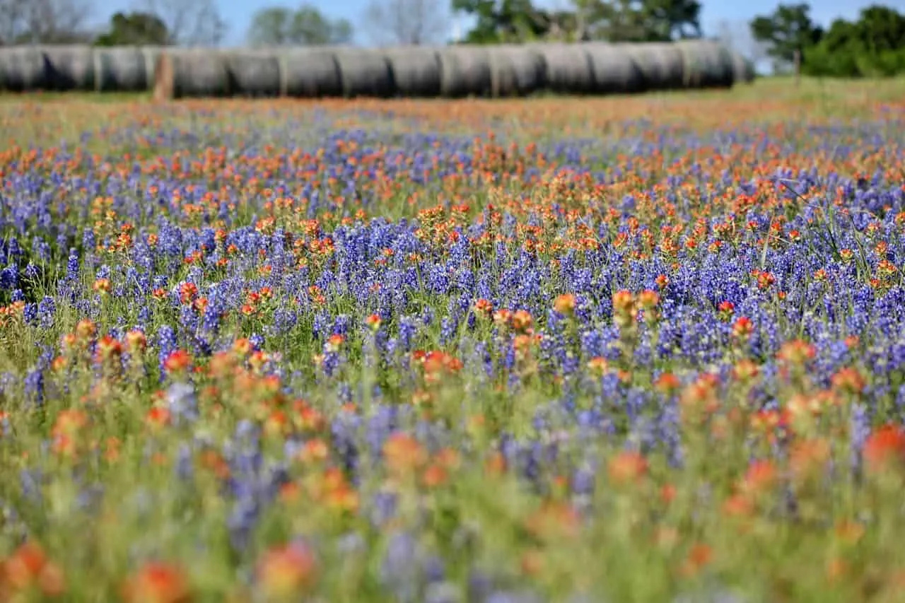 Colorful wildflower meadow with bluebonnets and Indian paintbrushes in Texas.