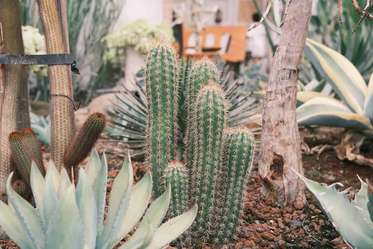 Close-up of thriving cacti and succulents in Texas Ecotone's sustainable desert landscape.