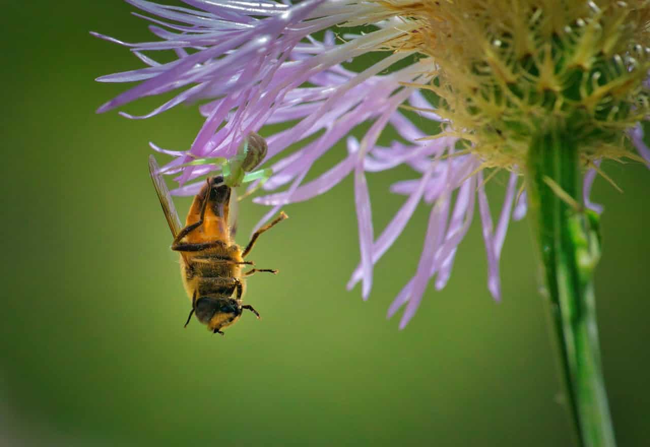 Close-up of a bee pollinating a purple wildflower in Texas natural habitat.