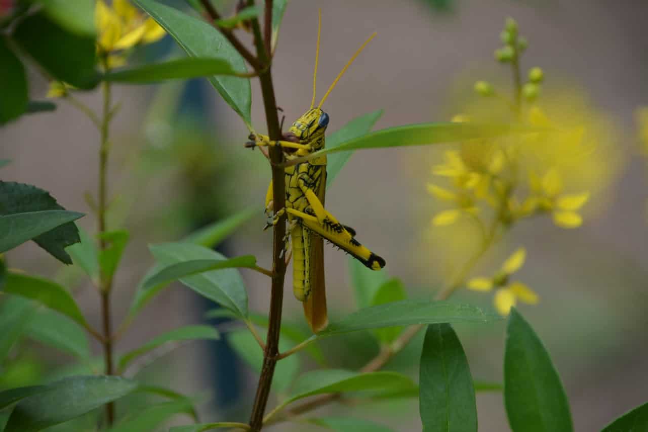 Close-up of a yellow and black dragonfly perched on leafy branches in Texas.