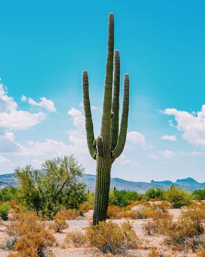 Saguaro cactus in Texas desert landscape with mountains under blue sky.