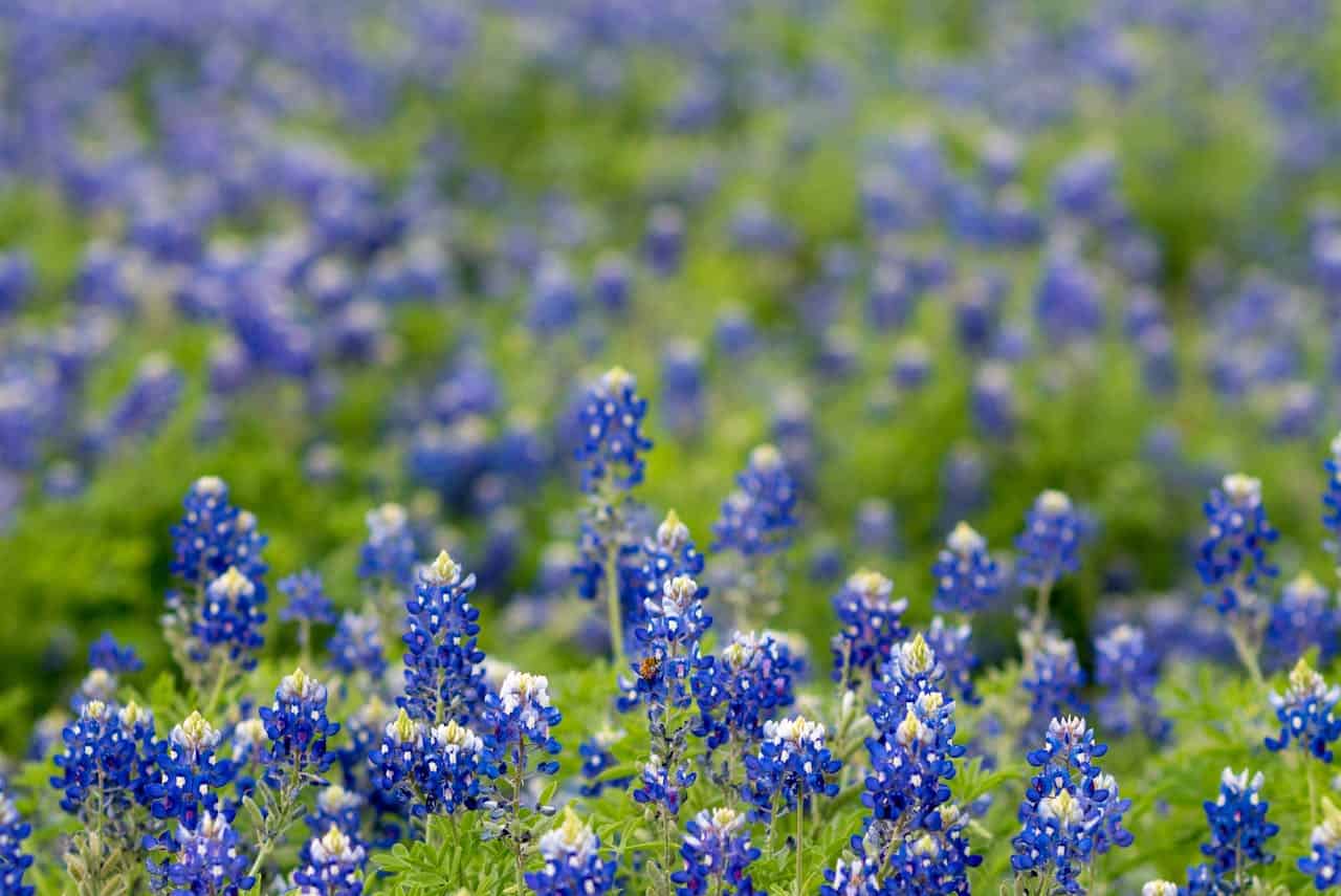 Bluebonnet flowers in Texas ecosystem with vibrant blue color and lush green foliage.