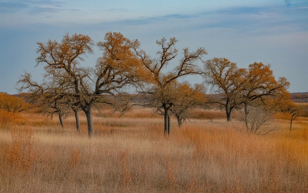 Post oak savannah with native grasses in autumn light